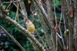 European Greenfinch