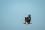 Immature Bald Eagle