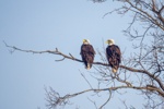Bald Eagles watching...