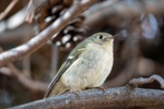 Ruby-crowned Kinglet