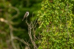 Eastern Kingbird