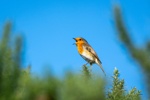 European Robin