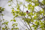 Rose-Breasted Grosbeak