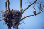 Eagle with one in the nest