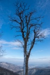 Bare Tree 