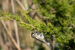 Golden-crowned Kinglet in Juniper