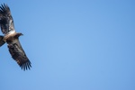 Immature Bald Eagle