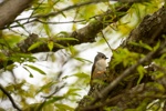 Tufted Titmouse