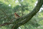 Northern Cardinal starting to Molt