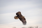 Young Bald Eagle