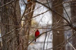 Northern Cardinal