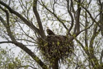 Eagle on the Nest