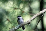 Black-capped Chickadee