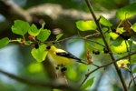 American Goldfinch among the Mulberries