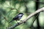 Chickadee