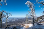 Blue sky, White Trees