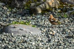 Common Chaffinch