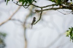 Great Crested Flycatcher