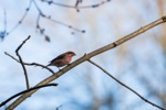 House Finch