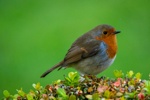European Robin