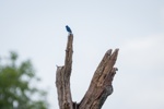 Blue Grosbeak