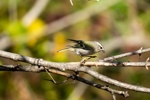 Golden-crowned Kinglet - another autumn shot